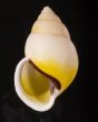 タクミマレーマイマイ Amphidromus atricallosus atricallosusfig.1