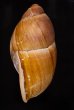 ミミナガオオアカマイマイ Megalobulimus auritusfig.3