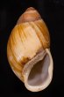 ミミナガオオアカマイマイ Megalobulimus auritusfig.1