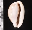 ナタールアリスンエダカラ (仮称) Talostolida pellucens natalensisfig.2