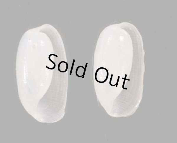 画像1: トウマキカイコガイダマシ (1)