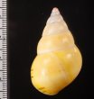 ベニハダイトヒキマイマイ Liguus fasciatus ornatusfig.2