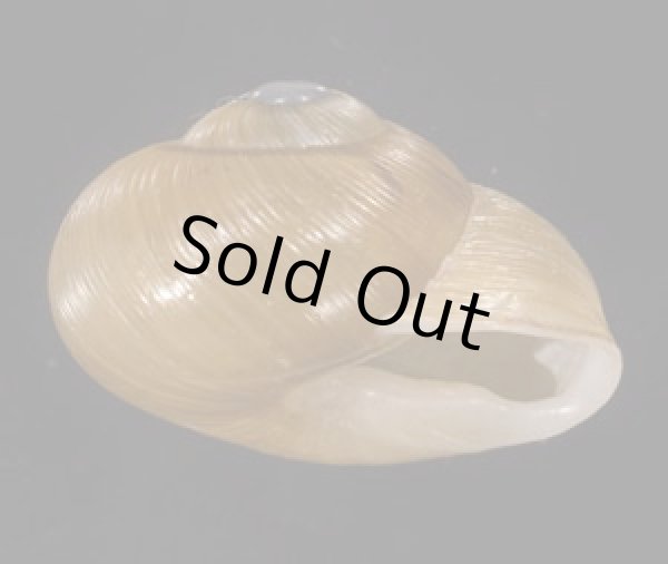 画像2: ノシビリスアツクチマイマイ (仮称) (2)