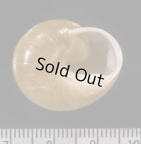 画像3: ノシビリスアツクチマイマイ (仮称) (3)