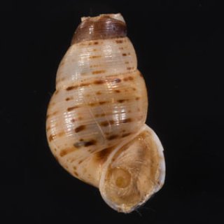 特売 SALE - 美貝 BIGAI