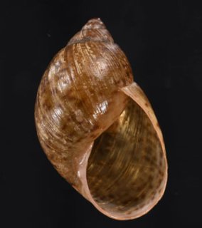 特売 SALE - 美貝 BIGAI