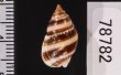 ミスジヨフバイ Nassarius zonalisfig.2