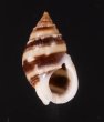 ミスジヨフバイ Nassarius zonalisfig.1