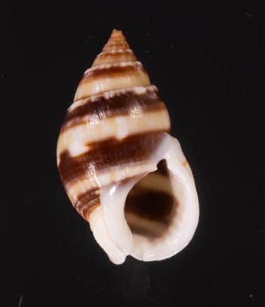 ミスジヨフバイ Nassarius zonalisfig.1