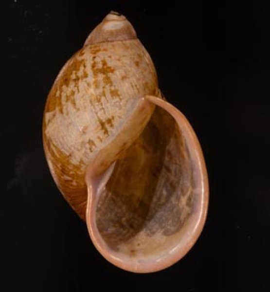 エピスコパリスナツメマイマイ (仮称) Plekocheilus cf.episcopalis episcopalisfig.1