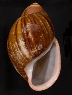 ロペスオオアカマイマイ (仮称) Megalobulimus lopesifig.1