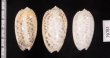 フクレマクラ Oliva tigrinafig.2