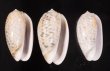 フクレマクラ Oliva tigrinafig.1