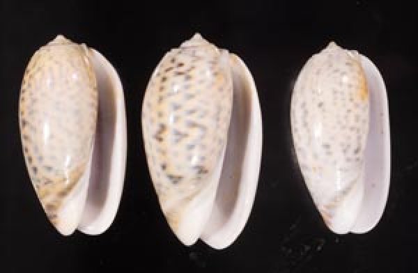 フクレマクラ Oliva tigrinafig.1