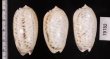 フクレマクラ Oliva tigrinafig.2