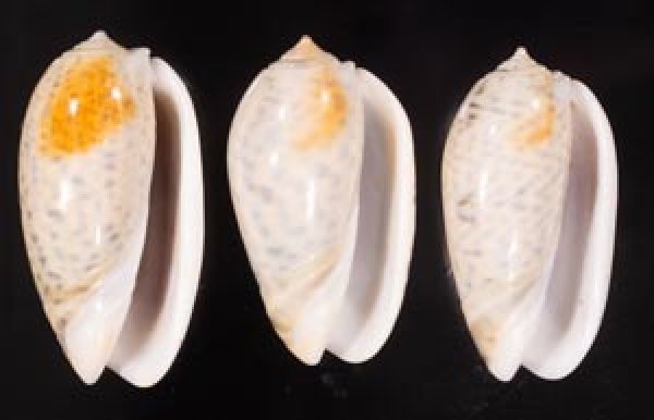 フクレマクラ Oliva tigrinafig.1
