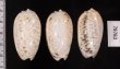 フクレマクラ Oliva tigrinafig.2
