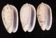 フクレマクラ Oliva tigrinafig.1