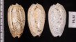 フクレマクラ Oliva tigrinafig.2