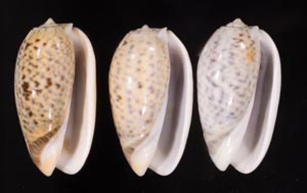 フクレマクラ Oliva tigrinafig.1