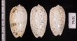 フクレマクラ Oliva tigrinafig.2