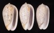 フクレマクラ Oliva tigrinafig.1