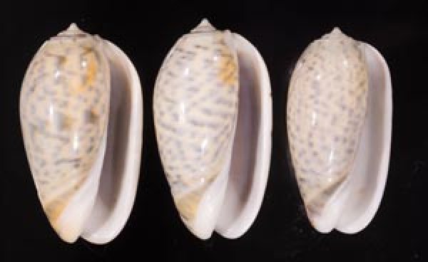 フクレマクラ Oliva tigrinafig.1