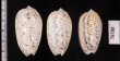 フクレマクラ Oliva tigrinafig.2