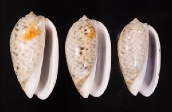 フクレマクラ Oliva tigrinafig.1