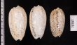 フクレマクラ Oliva tigrinafig.2