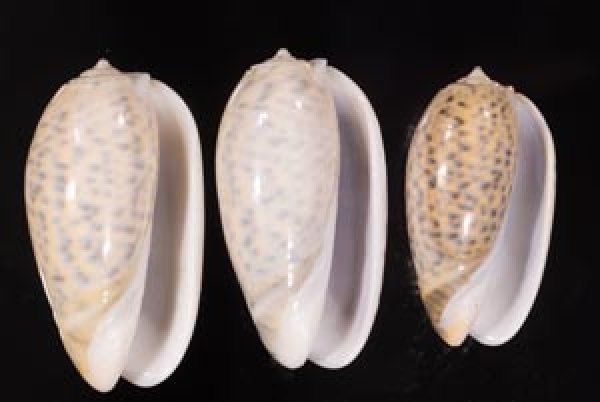 フクレマクラ Oliva tigrinafig.1