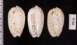フクレマクラ Oliva tigrinafig.2