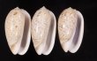 フクレマクラ Oliva tigrinafig.1