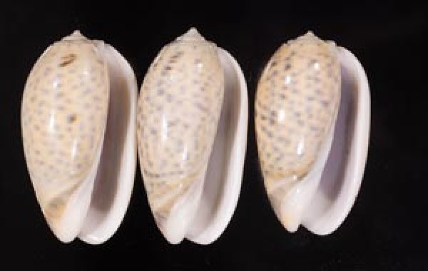 フクレマクラ Oliva tigrinafig.1