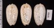 フクレマクラ Oliva tigrinafig.2
