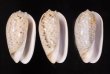 フクレマクラ Oliva tigrinafig.1