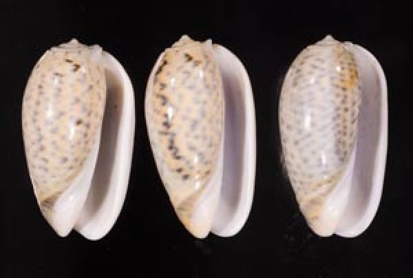 フクレマクラ Oliva tigrinafig.1