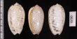 フクレマクラ Oliva tigrinafig.2