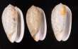 フクレマクラ Oliva tigrinafig.1