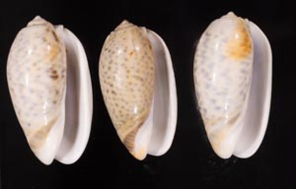 フクレマクラ Oliva tigrinafig.1