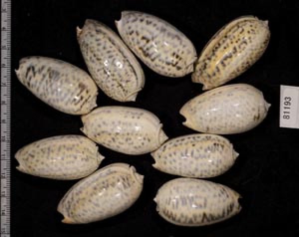 画像2: フクレマクラ  SALE! (2)