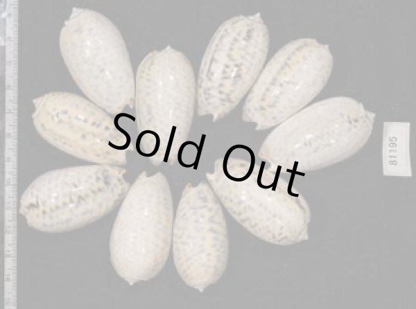 画像2: フクレマクラ  SALE! (2)