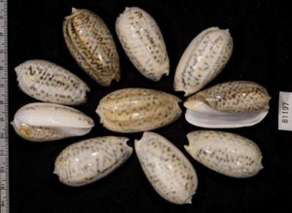 画像2: フクレマクラ  SALE! (2)