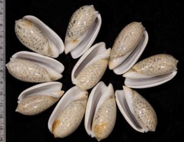 画像1: フクレマクラ  SALE! (1)