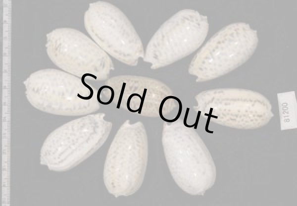 画像2: フクレマクラ  SALE! (2)