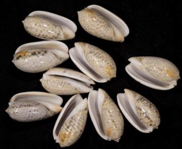 画像1: フクレマクラ  SALE! (1)