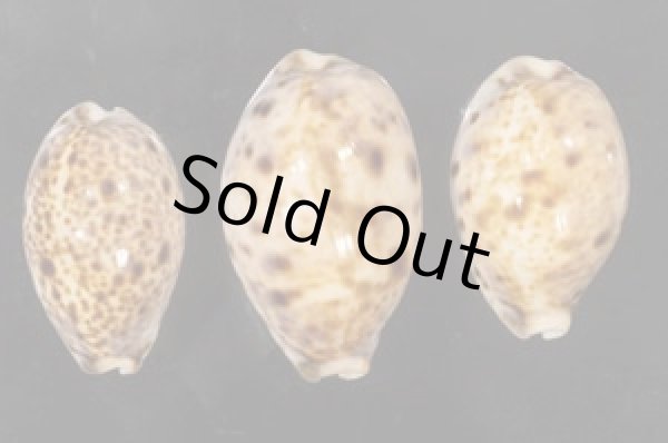 画像1: ニシノヒメホシダカラ (1)