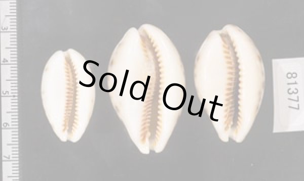 画像2: ニシノヒメホシダカラ (2)