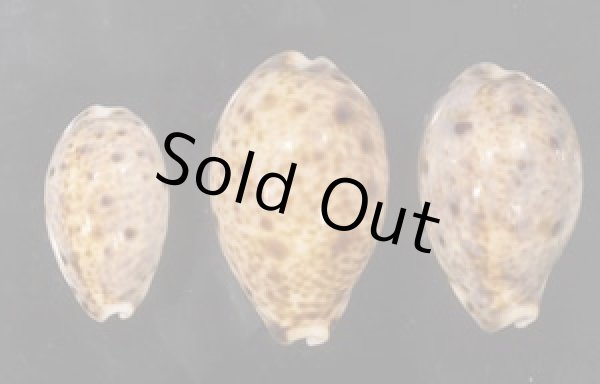 画像1: ニシノヒメホシダカラ (1)