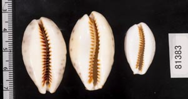 画像2: ニシノヒメホシダカラ (2)